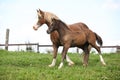 Beautiful mare with foal running Royalty Free Stock Photo