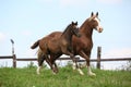 Beautiful mare with foal running Royalty Free Stock Photo