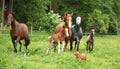 Beautiful mare and foal running with their herd Royalty Free Stock Photo