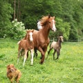Beautiful mare and foal running with their herd Royalty Free Stock Photo