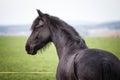 Beautiful mare of friesian horse.