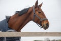 Beautiful mare horse in halter and blanket in paddock Royalty Free Stock Photo