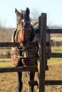 Beautiful mare looking over wooden rustic fence on a cold winter Royalty Free Stock Photo