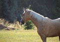 Beautiful mare palomino against the natural background