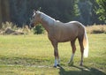 Beautiful mare palomino in the light of the morning sun