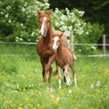 Beautiful mare running with foal Royalty Free Stock Photo