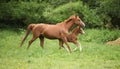 Beautiful mare running with foal Royalty Free Stock Photo