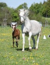 Beautiful mare running with its foal Royalty Free Stock Photo