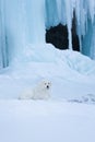 Beautiful maremmano abruzzese dog o lying in front of icefall. Maremma dog is lying on the snow. Big fluffy white dog