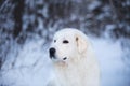 Beautiful Maremmano abruzzese sheepdog. Close-up image of big white fluffy dog is on the snow in the fairy forest