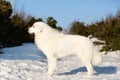 Beautiful maremmano-abruzzesse sheepdog standing on the snow in the forest. Portrait of big white italian fluffy dog