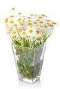 Beautiful marguerite flowers in vase Royalty Free Stock Photo