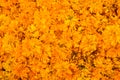 Beautiful Marigold Calendula officinalis for flower background