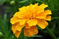 Beautiful marigold flower with drops of water after the rain