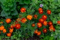 Close up of beautiful Marigold flower in the garden. Macro of marigold in flower bed sunny day Royalty Free Stock Photo