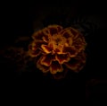 Beautiful marigold flower isolated from black vignettes frame, floral pattern, nature photography, double exposure