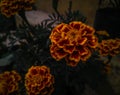 Beautiful marigold flowers isolated from black vignettes frame, floral pattern, nature photography, double exposure