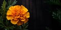 beautiful marigold flower macro blank space, ai generative