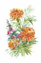 Beautiful Marigold Flower on white background. Watercolor