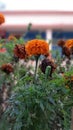 A Beautiful marigold flowers image Royalty Free Stock Photo