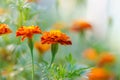 Beautiful marigold flowers bloom in the garden. Beautiful bright orange and green floral background Royalty Free Stock Photo