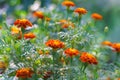 Beautiful marigold flowers bloom in the garden. Beautiful bright orange and green floral background Royalty Free Stock Photo