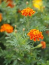 Beautiful Marigold Flowers blooming in garden nature background, orange color flower Royalty Free Stock Photo