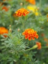 Beautiful Marigold Flowers blooming in garden nature background, orange color flower Royalty Free Stock Photo
