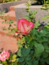 Beautiful pink rose flowers blooming, growing in garden, nature photography, natural gardening background, floral wallpaper Royalty Free Stock Photo