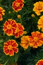 Beautiful marigold flowers are brilliant orange on a background of green foliage. autumn season Royalty Free Stock Photo