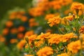 beautiful marigold flowers close-up on a blurry background. autumn park Royalty Free Stock Photo