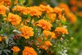 Beautiful marigold flowers close-up on a blurry background. autumn season Royalty Free Stock Photo