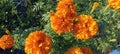 beautiful marigold flowers close up Royalty Free Stock Photo