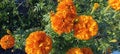 beautiful marigold flowers close up Royalty Free Stock Photo