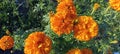 beautiful marigold flowers close up Royalty Free Stock Photo