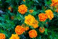 Beautiful marigold flowers. Tagetes erecta Royalty Free Stock Photo