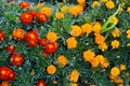 Beautiful marigold flowers. Close-up marigold flowers Royalty Free Stock Photo