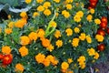 Beautiful marigold flowers. Close-up marigold flowers Royalty Free Stock Photo