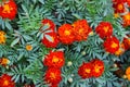 Beautiful marigold flowers. Close-up marigold flowers Royalty Free Stock Photo