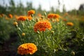 Beautiful marigold flowers in the field, close-up