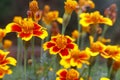 Beautiful Marigold flowers in full bloom Royalty Free Stock Photo
