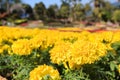 Beautiful marigold flowers in garden of Doi Tung Royal Villa.