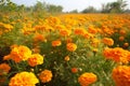 Beautiful Marigold flowers in the garden, Nature background