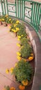 Beautiful Marigold flowers in the garden