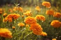 Beautiful marigold flowers in the garden, Selective focus