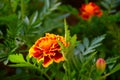 Beautiful marigold flowers in the gardenin a summertime. Stock Image Royalty Free Stock Photo