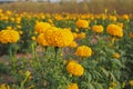 Beautiful Marigold flowers with green leaves in the meadow in garden for background Royalty Free Stock Photo