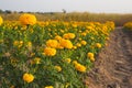 Marigold flowers with green leaves in the meadow in garden for background Royalty Free Stock Photo