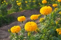 Marigold flowers with green leaves in the meadow in garden for background Royalty Free Stock Photo
