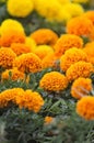 Beautiful marigold flowers